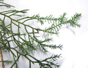 eastern juniper (juniperus virginiana), both needle-type and shingle-type leaves on one shoot. 2009-01-26, Pentax W60. keywords: eastern redcedar, red cedar, eastern juniper, red juniper, pencil cedar, chansha, hante, bleistiftzeder, virginische zeder, virginische rotzeder